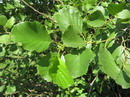 معرفی و راهنمای پرورش درختان زینتی - توسکای قشلاقی